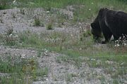 136 - Banff,Lake Louise,Morraine Lake  - IMG_0821